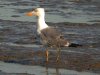 Yellow-legged Gull at Two Tree Island (Steve Arlow) (88063 bytes)